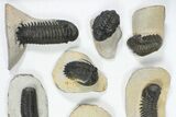 Lot: Assorted Devonian Trilobites - Pieces #80639-2
